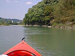 右にアオサギのコロニー