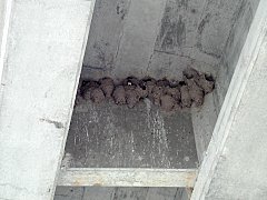 境橋のイワツバメの巣