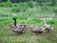 ゴール地点で出会ったアイガモ