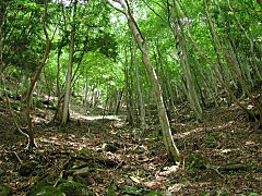 気持ちよい広葉樹の森