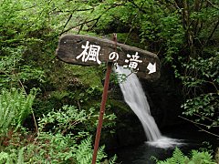 楓の滝