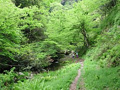 新緑まぶしい渓谷