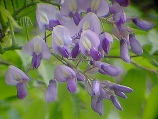 麓ではフジの花が美しい