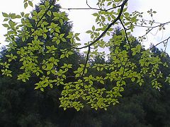 若葉の緑が美しい
