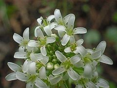 ワサビの花