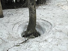 分校前の雪