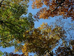 青空に映える紅葉