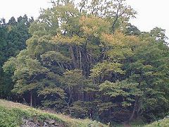 別宮の大カツラ全景