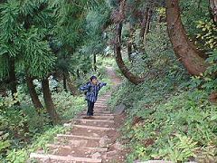 植林の中の階段道