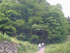 別宮の大カツラに立ち寄る