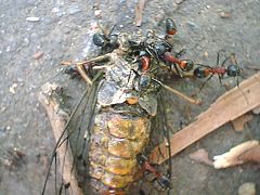 セミの死骸を処理するアリ