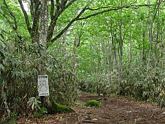 クマ注意の看板