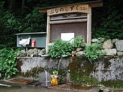 横行渓谷の「ぶなのしずく」