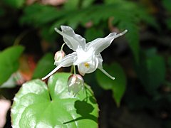 白花のトキワイカリソウ