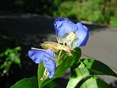 ツユクサとカンタン