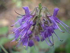 道端には紫の綺麗な花
