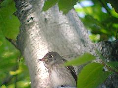 クリクリお目目のコサメビタキ
