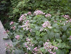 クサギの花