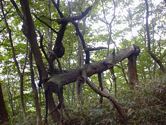 倒木のオブジェ