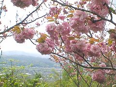 山頂の八重桜