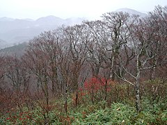 避難小屋から見るブナ林