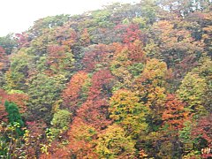 錦模様の中腹