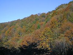 林道から見る向かいの尾根