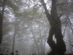 ガスに煙る小ズッコブナ林