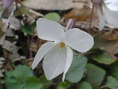 白花のタチツボスミレ?