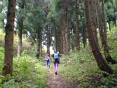 金山峠直前の杉林を行く