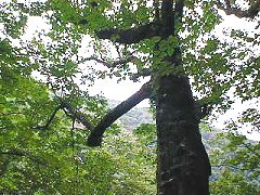 不動滝のトチの木