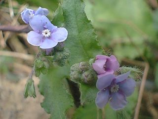 ���}�����\�E