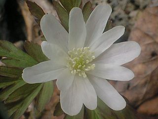 �L�N�U�L�C�`�Q