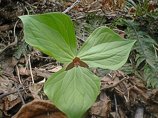 �G�����C�\�E